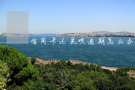 信用卡还花呗逾期怎么办 信用卡还花呗逾期怎么办