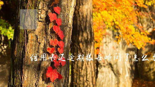 信用卡还逾期很长时间了怎么办 信用卡还逾期很长时间了怎么办