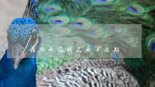 信用卡还钱几天算逾期 信用卡还钱几天算逾期