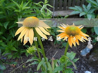 信用卡还错了卡产生逾期