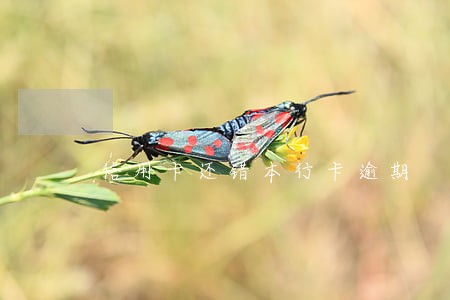 信用卡还错本行卡逾期