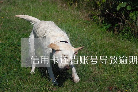 信用卡还错账号导致逾期 信用卡还错账号导致逾期
