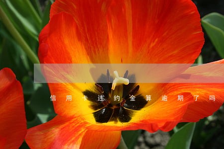 信用卡违约金算逾期了吗 信用卡违约金算逾期了吗