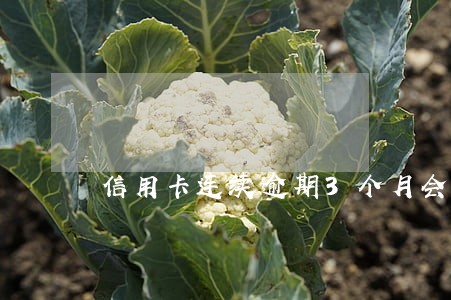 信用卡连续逾期3个月会到户口所在地 信用卡连续逾期3个月会到户口所在地