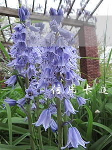 信用卡连续逾期8个月