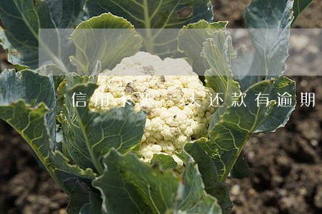 信用卡迟一天还款有逾期记录吗 信用卡迟一天还款有逾期记录吗