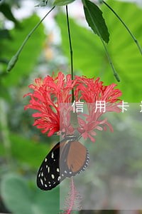 信用卡迟几天还款算逾期吗