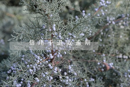 信用卡退款逾期 信用卡退款逾期