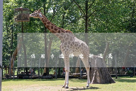 信用卡选择逾期还是 信用卡选择逾期还是