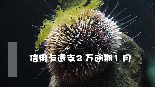 信用卡透支2万逾期1月