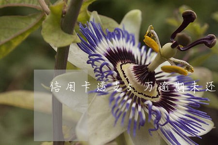 信用卡透支5万逾期未还的后果 信用卡透支5万逾期未还的后果