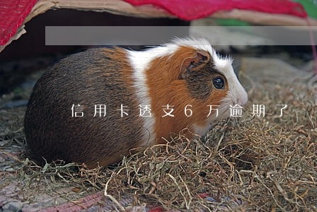 信用卡透支6万逾期了 信用卡透支6万逾期了
