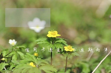 信用卡透支一万逾期两年 信用卡透支一万逾期两年