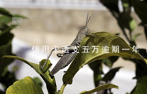 信用卡透支五万逾期一年