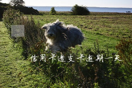 信用卡透支卡逾期一天