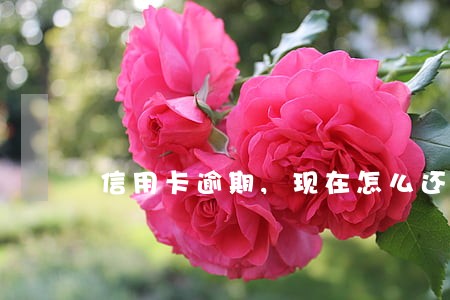 信用卡逾期,现在怎么还 信用卡逾期,现在怎么还