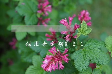 信用卡逾期021 信用卡逾期021