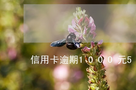 信用卡逾期1000元5年了 信用卡逾期1000元5年了