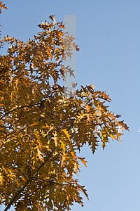 信用卡逾期10086打电话