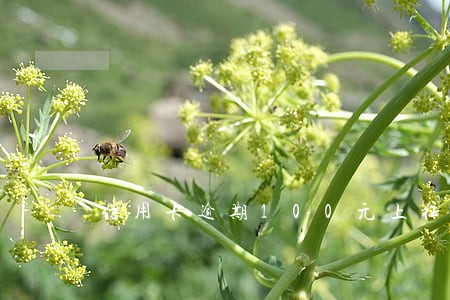 信用卡逾期100元上征信吗