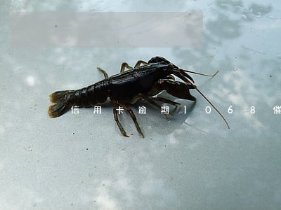 信用卡逾期1068催款短信 信用卡逾期1068催款短信