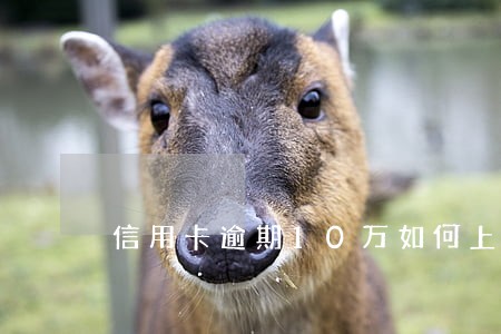信用卡逾期10万如何上岸