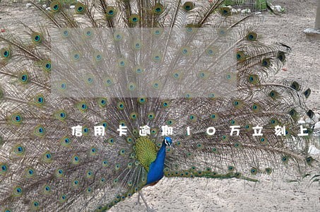 信用卡逾期10万立刻上门抓人 信用卡逾期10万立刻上门抓人
