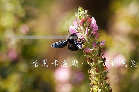 信用卡逾期10万费用怎么算 信用卡逾期10万费用怎么算