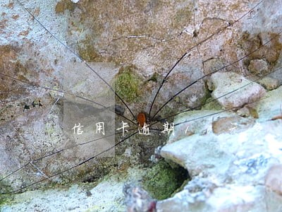 信用卡逾期10元多 信用卡逾期10元多