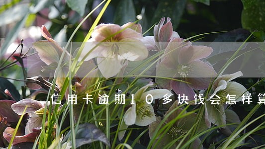 信用卡逾期10多块钱会怎样算 信用卡逾期10多块钱会怎样算