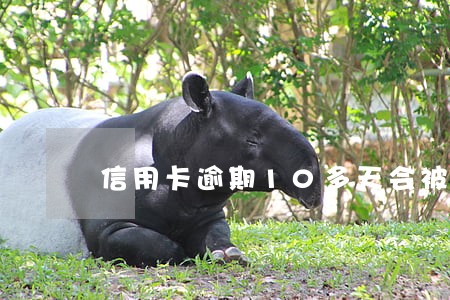 信用卡逾期10多天会被冻结吗 信用卡逾期10多天会被冻结吗