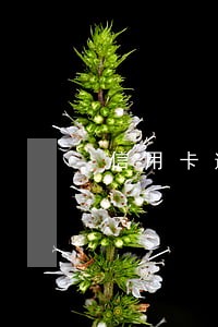 信用卡逾期10多天还能再用吗 信用卡逾期10多天还能再用吗
