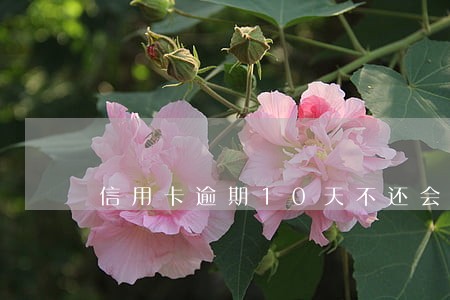 信用卡逾期10天不还会怎样 信用卡逾期10天不还会怎样