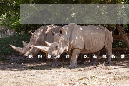 信用卡逾期10天会影响信用吗 信用卡逾期10天会影响信用吗