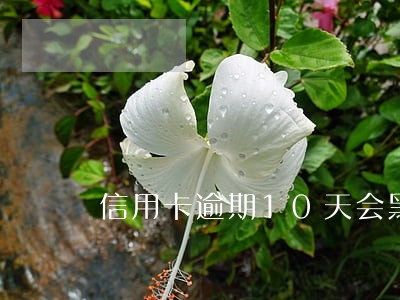 信用卡逾期10天会黑吗 信用卡逾期10天会黑吗