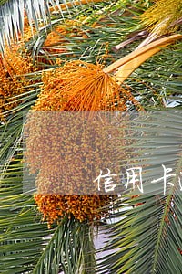 信用卡逾期10天利息 信用卡逾期10天利息