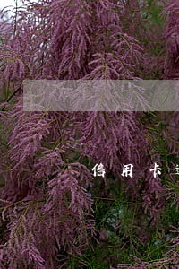 信用卡逾期10天已还上 信用卡逾期10天已还上
