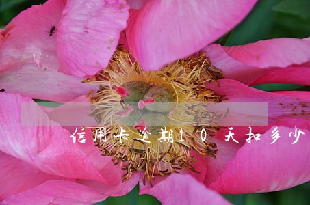 信用卡逾期10天扣多少钱 信用卡逾期10天扣多少钱
