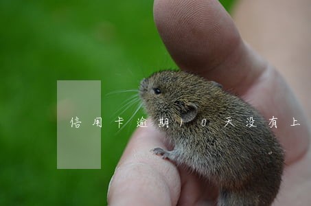 信用卡逾期10天没有上征信 信用卡逾期10天没有上征信