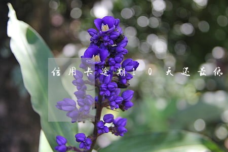 信用卡逾期10天还最低 信用卡逾期10天还最低