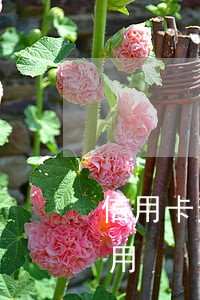信用卡逾期10天还款成功后能不能正常使用 信用卡逾期10天还款成功后能不能正常使用