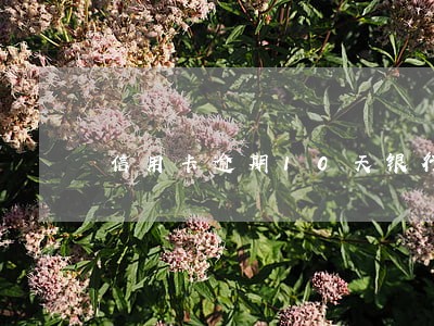 信用卡逾期10天银行说上报 信用卡逾期10天银行说上报
