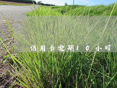 信用卡逾期10小时