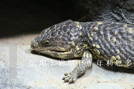 信用卡逾期10年利息多少钱