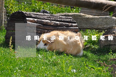 信用卡逾期10年算老赖 信用卡逾期10年算老赖