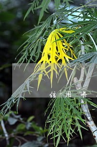 信用卡逾期10怎么算 信用卡逾期10怎么算