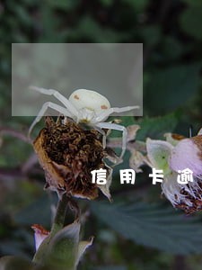 信用卡逾期11万严重吗 信用卡逾期11万严重吗