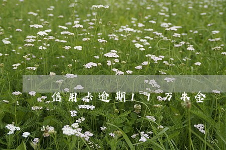 信用卡逾期11万本金 信用卡逾期11万本金