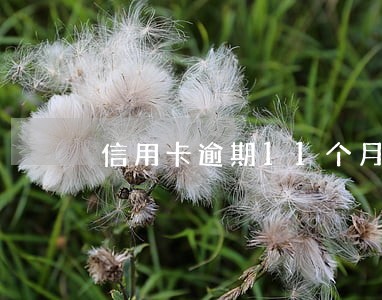 信用卡逾期11个月怎么协商 信用卡逾期11个月怎么协商