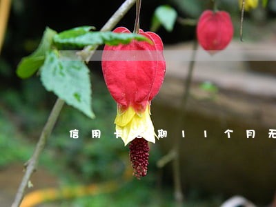 信用卡逾期11个月无力偿还